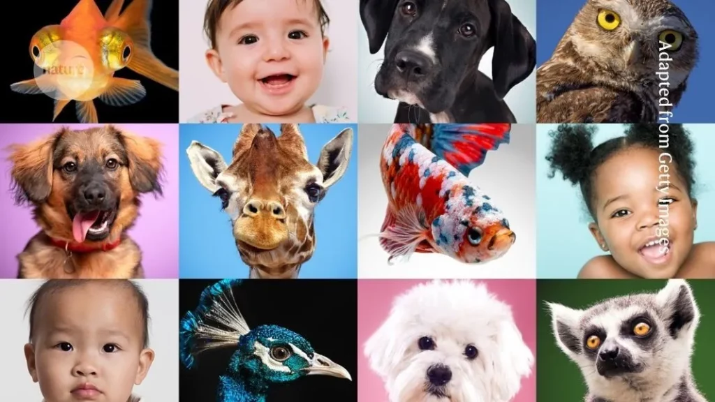 Composição de imagens de bebês, cães e animais diversos para ilustrar reportagem sobre psicologia. (Foto: nature.com)
