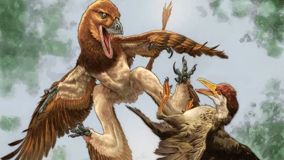 Ilustração de um dinossauro com quatro asas caçando uma ave no Cretáceo chinês. (Foto: livescience.com)