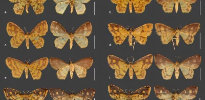 Diversas espécies de mariposas brasileiras com padrões amarelos e marrons, exibidas em diagrama científico. (Foto: phys.org)
