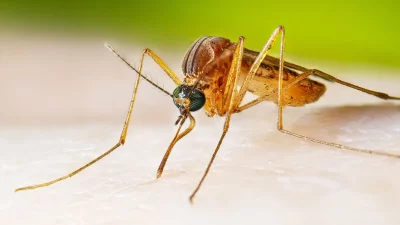 Mosquito infectado com Wolbachia em close-up, ilustrando projeto de controle da população de insetos. (Foto: livescience.com)