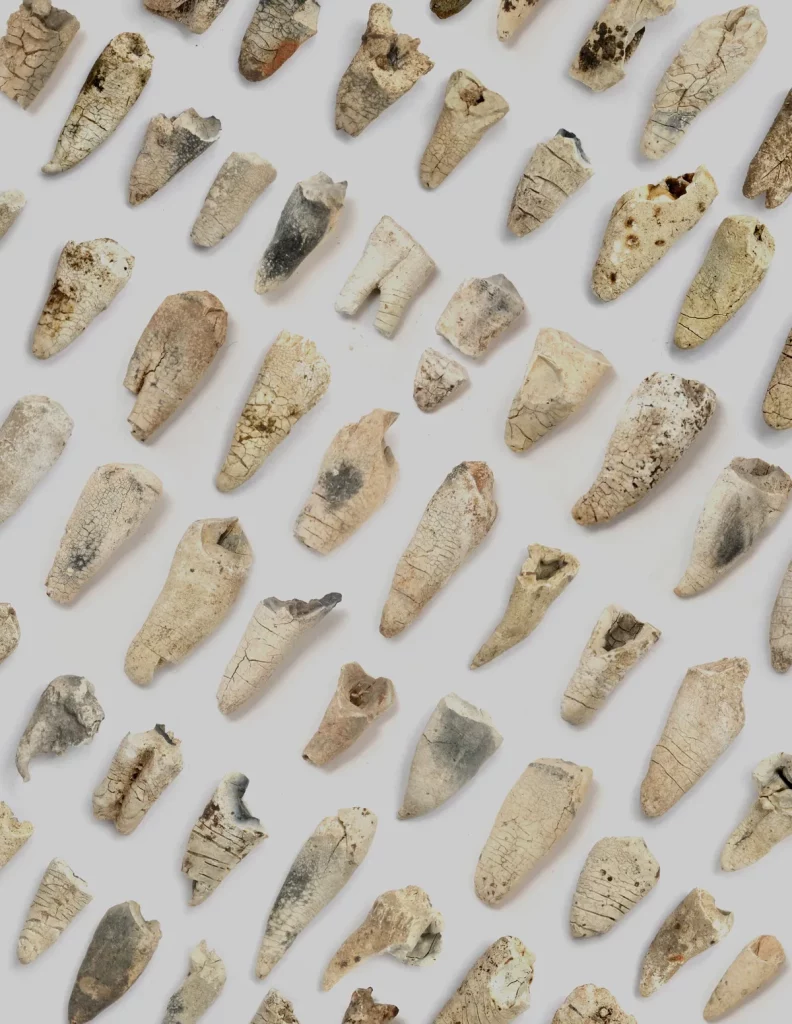 Dentes antigos expostos em estudo arqueológico sobre a idade de indivíduos da Idade do Bronze. (Foto: phys.org)