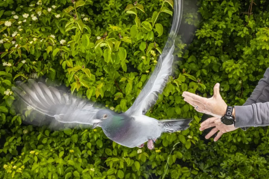 Pomba em voo próximo a uma pessoa com fundo de folhagem. (Foto: smithsonianmag.com)