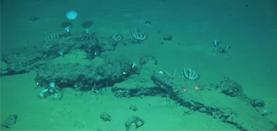 Imagens subaquáticas mostram estruturas e organismos em fundo oceânico, possivelmente parte de necrópole submarina. (Foto: 40