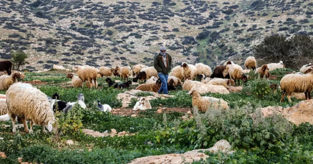 Pastor palestino cuida de rebanho em área rural do oeste ocupado. (Foto: aljazeera.com)