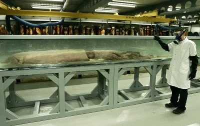 Cientista examina lula gigante em tanque de preservação. (Foto: natureworldnews.com)