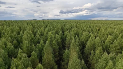 Vista aérea de uma floresta densa com árvores verdes sob céu nublado. (Foto: phys.org)
