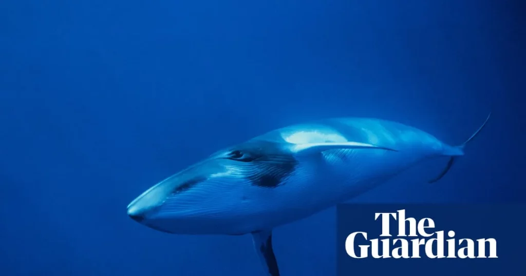 Baleia nadando em águas profundas do oceano Índico. (Foto: theguardian.com)