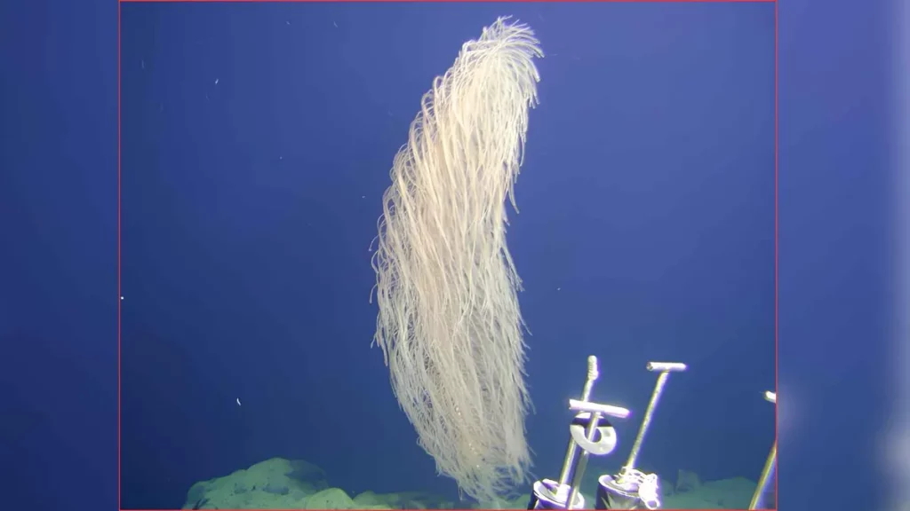 Coral Iridogorgia chewbacca é fotografado em águas profundas do Pacífico. (Foto: ecoticias.com)