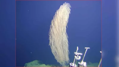 Coral Iridogorgia chewbacca é fotografado em águas profundas do Pacífico. (Foto: ecoticias.com)