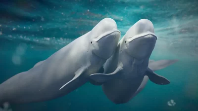 Duas baleias-beluga nadam próximas em águas azuis. (Foto: sciencedaily.com)
