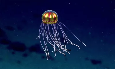 Medusa com bioluminescência flutua nas águas profundas do oceano. (Foto: earth.com)