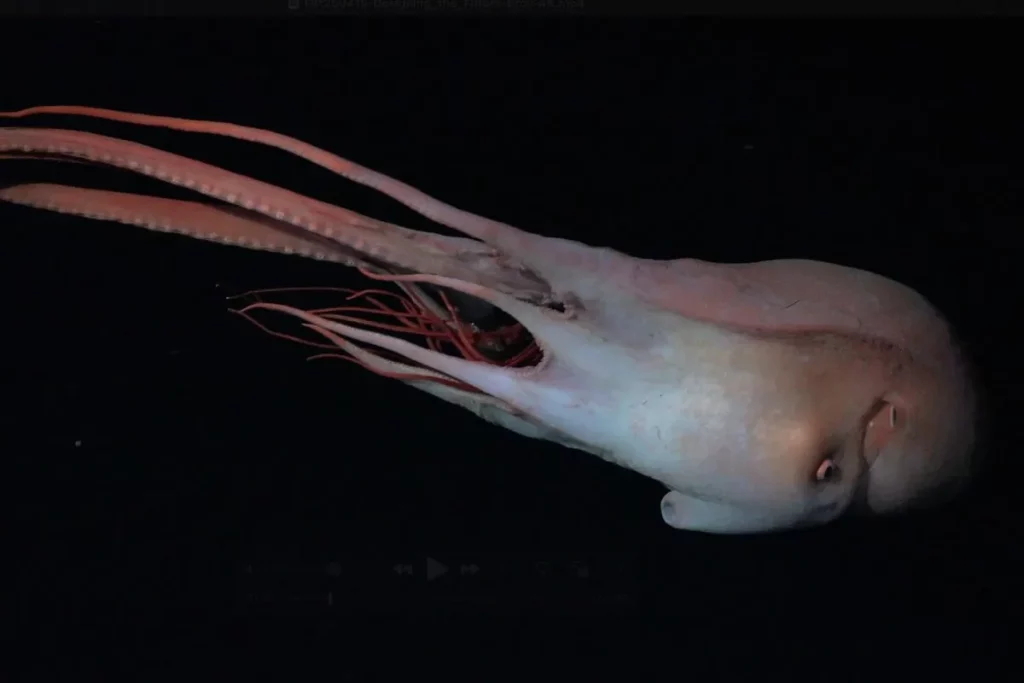Polvo fantasmagórico é fotografado durante expedição no Atlântico Sul. (Foto: discoverwildlife.com)