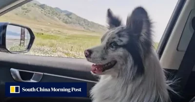 Chutou, o cão de estimação do influenciador Guo, durante uma das viagens pelo interior da China.