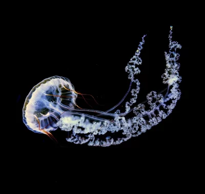 Medusa fotografa no fundo do oceano, ilustrando a biodiversidade marinha. (Foto: earth.com)