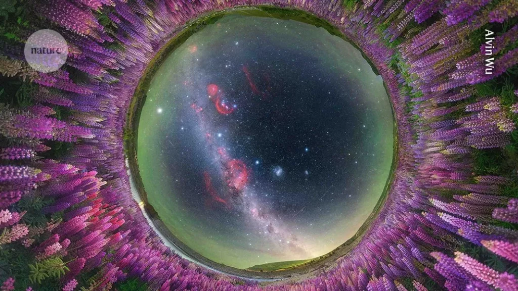 Campo de lupinos em flor emoldura a Via Láctea vista em perspectiva fish-eye na Nova Zelândia. (Foto: nature.com)