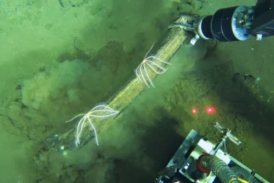 Tubeworms e estrelas-do-mar se alimentam de um esqueleto de baleia no fundo do Oceano Índico. (Foto: apnews.com)