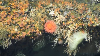 Vasta biodiversidade marinha, incluindo anêmonas e corais, é registrada no fundo do oceano Ártico. (Foto: oceanographicmagazi