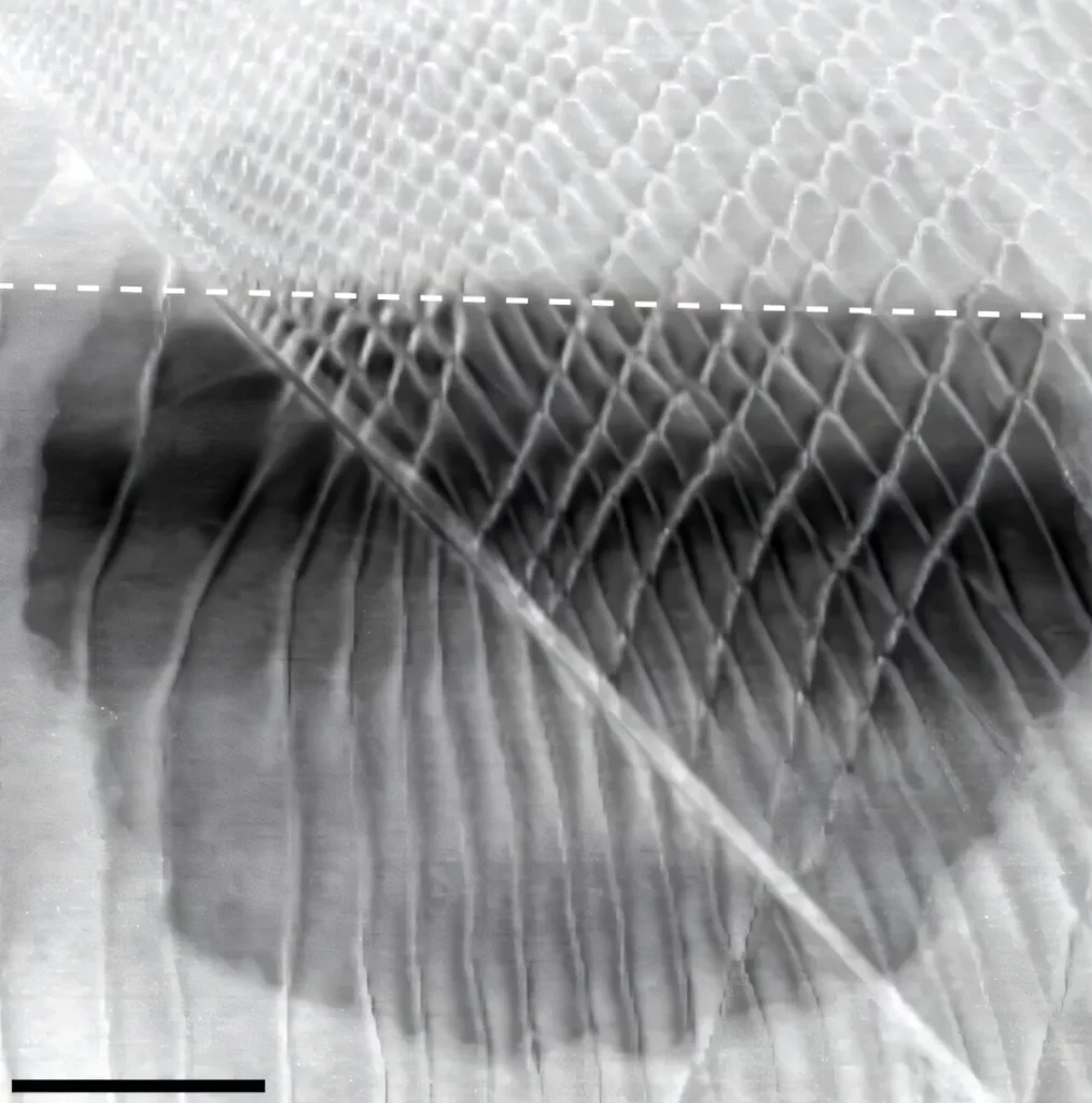 Imagem em microscopia eletrônica de um material bidimensional com padrão moiré. (Foto: phys.org)