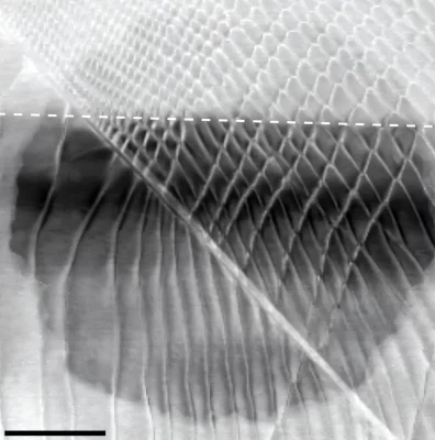 Imagem em microscopia eletrônica de um material bidimensional com padrão moiré. (Foto: phys.org)
