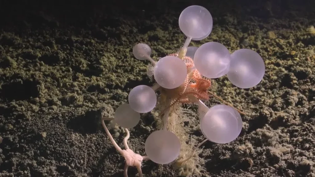Esponja bola de morte recém-descoberta em águas profundas do oceano. (Foto: thecooldown.com)