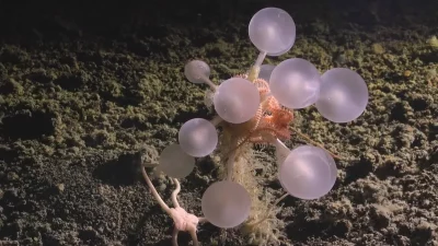 Esponja bola de morte recém-descoberta em águas profundas do oceano. (Foto: thecooldown.com)