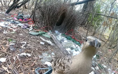 Pássaro em ninho com diversos objetos humanos, como plásticos e vidros, ao redor. (Foto: phys.org)