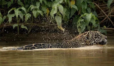 Um jaguar nadando em rio do Pantanal, com água respingando ao seu redor. (Foto: https://prefiroviajar.com.br/brasil/o-que-faz