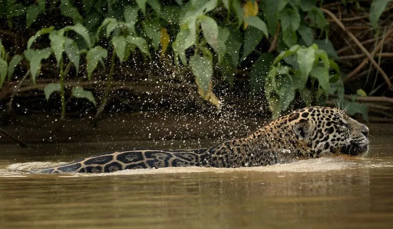 Um jaguar nadando em rio do Pantanal, com água respingando ao seu redor. (Foto: https://prefiroviajar.com.br/brasil/o-que-faz