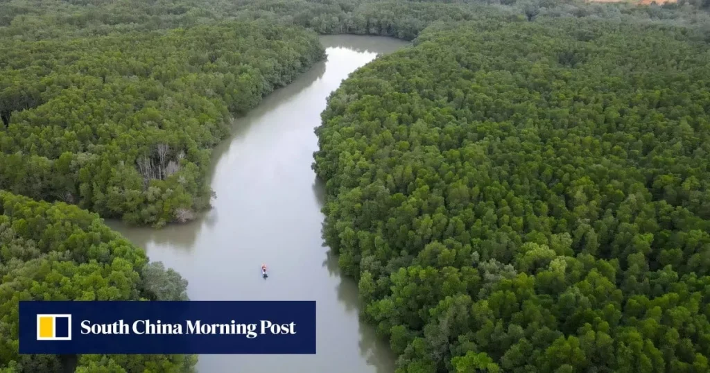 Manguezal em área costeira, representando a biodiversidade marinha e os esforços de conservação em regiões da Ásia.