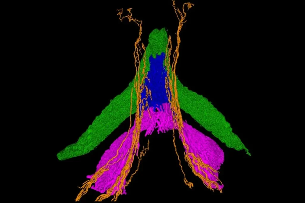 Mapeamento tridimensional dos nervos do clitóris, desenvolvido por pesquisadores liderados pela neurocientista Ju Young Lee.