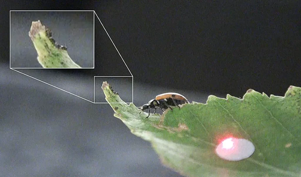 Uma joaninha se alimenta de uma folha, com inseto em primeiro plano e detalhe ampliado da borda danificada. (Foto: phys.org)