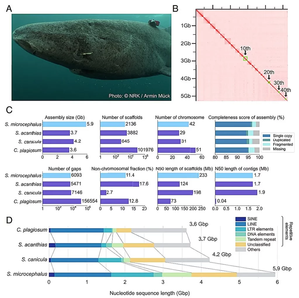 Imagem do tubarão-groenlandês e dados genômicos sobre seu longo ciclo de vida. (Foto: phys.org)