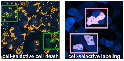Imagens microscópicas mostram células marcadas e mortes celulares seletivas, ilustrando tecnologia de medicamentos direcionad