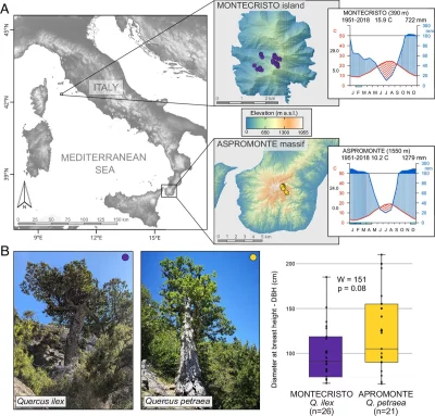 Árvores antigas de Quercus ilex e Quercus petraea em Montecristo Island, na Itália. (Foto: phys.org)